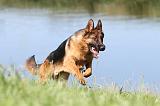 BERGER ALLEMAND 730